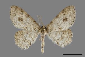 <已分類>Genus：Ectropis[00071532]