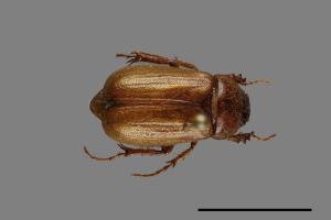Pseudosymmachia wulaiensis[00084641]