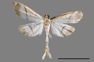 Bradina diagonalis[00065431]