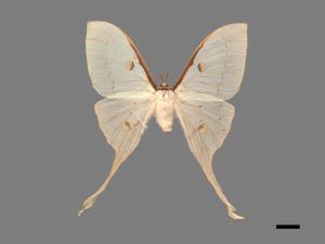 Actias heterogyna subaurea[台灣長尾水青蛾][00016320]