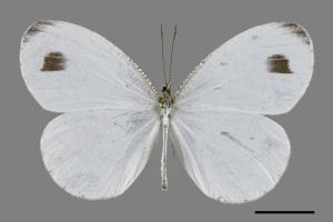 Leptosia nina niobe[黑點粉蝶][00093863]