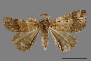 <已分類>Genus：Bertula[00010332]