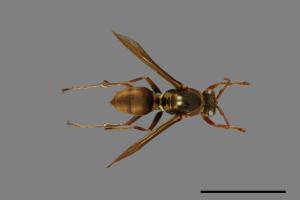 Polistes takasagonus[雙斑長腳蜂][00102395]