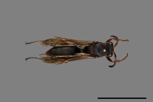 Polistes eboshinus[姬長腳蜂][00072633]