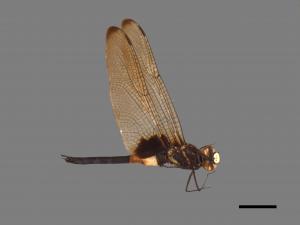 Pseudothemis zonata[黃紉蜻蜓][00103486]