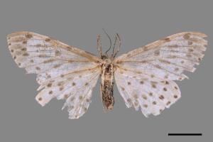 Antipercnia cordiforma[大胡麻斑星尺蛾][00052305]