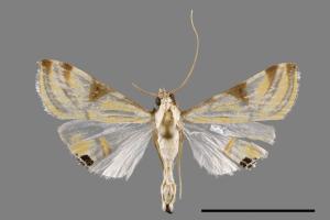 Talanga sexpunctalis[00034474]