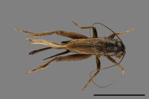 <已分類>Family：Gryllidae[蟋蟀科][00054432]