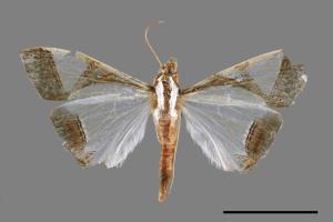 <已分類>Genus：Glyphodes[00024638]