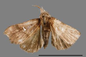 <已分類>Genus：Bertula[00010336]
