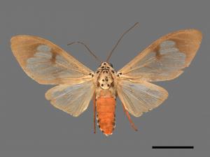 Amerila astrea[閃光玫燈蛾][00018784]