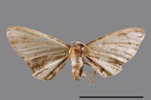 <已分類>Genus：Phazaca[00054746]
