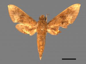 Rhagastis castor formosana[臺灣白肩天蛾][00017784]