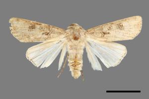 Agrotis segetum[蕪菁夜蛾][00000524]