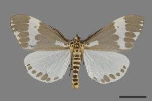 Nyctemera arcata albofasciata[00093381]