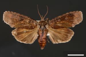 Iscadia inexacta[烏偽切翅夜蛾][00004244]