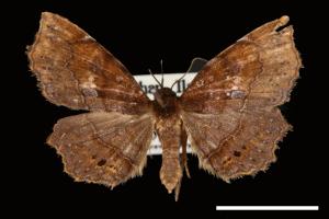 Eutrogia morosa[00007522]