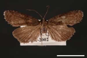 <已分類>Genus：Lophoptera[00003912]