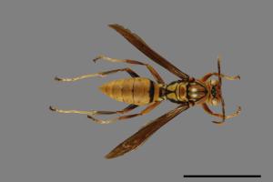 Polistes formosanus[00094747]