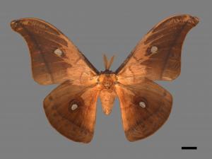 Antheraea pernyi[姬透目天蠶蛾][00016252]