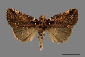 Habrosyne albipuncta[白樺波紋蛾][00055636]