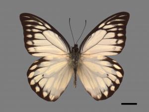 Prioneris thestylis formosana[斑粉蝶][00013918]