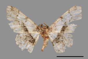 Satoblephara owadai[腹毛墨紋尺蛾][00038752]