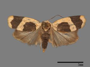 Garudinia simulana[大斑苔蛾][00033320]