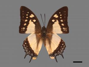 Polyura eudamippus formosana[雙尾蝶][00014195]