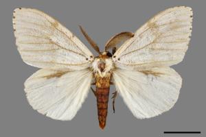 Lymantria xylina xylina[黑角舞蛾][00056562]