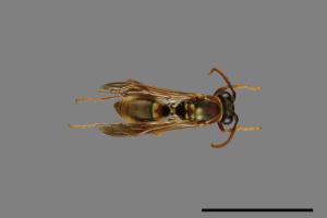 Polistes shirakii[shirakii][00072784]