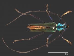 Aphrodisium viridescens[綠翅藍天牛][00088559]