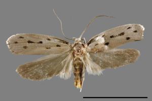 Ethmia maculifera[00061472]