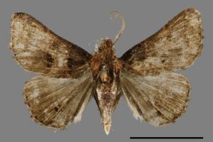 <已分類>Genus：Bertula[00010350]