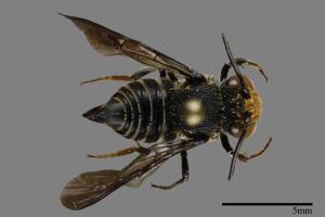 <已分類>Family：Megachilidae[切葉蜂科][00100847]