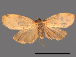 Mithuna arizana[雙線苔蛾][00039428]