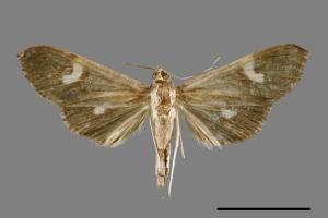 <已分類>Genus：Pleuroptya[00037392]