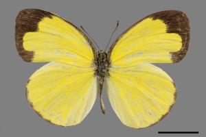 Eurema hecabe hobsoni[荷氏黃蝶][00027527]