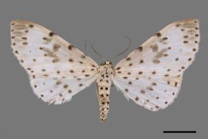 Antipercnia cordiforma[大胡麻斑星尺蛾][00044154]