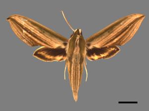 Cechenena lineosa[棕綠背線天蛾][00017232]