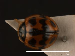 Coccinella transversalis[狹臀瓢蟲][00013053]
