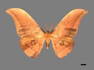 Antheraea yamamai superba[大透目天蠶蛾][00016203]