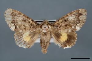 Trisuloides sericea[后夜蛾][00000007]