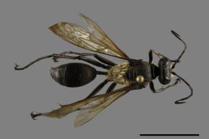 <已分類>Family：Sphecidae[細腰蜂科][00093557]