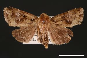 Xenotrachea albidisca pseudidisca[白腎陌夜蛾][00001982]