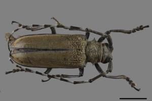 Apriona rugicollis[桑天牛][00080260]