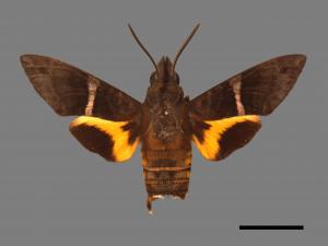 Macroglossum mediovitta[玉帶長喙天蛾][00016933]