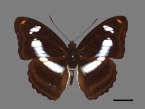 Athyma cama zoroastes[臺灣單帶蛺蝶][00013319]