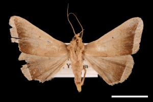 Simplicia bimarginata[00011376]