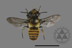 Megachile bicolor kagiana kagiana[雙色切葉蜂嘉義亞種][00169728]